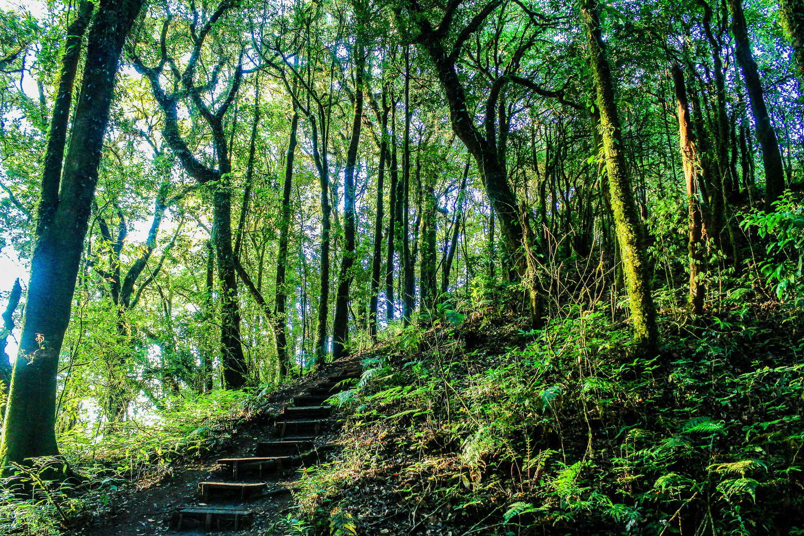 Rain Forest in Doi Inthanon ,Chiangmai Thailand